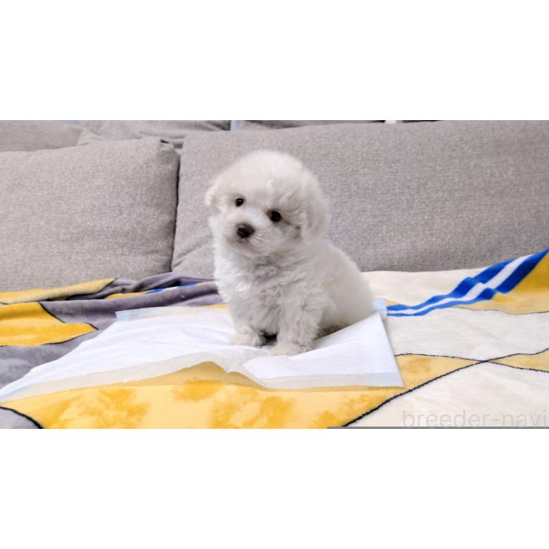 販売中の茨城県のビションフリーゼ-439393の5枚目