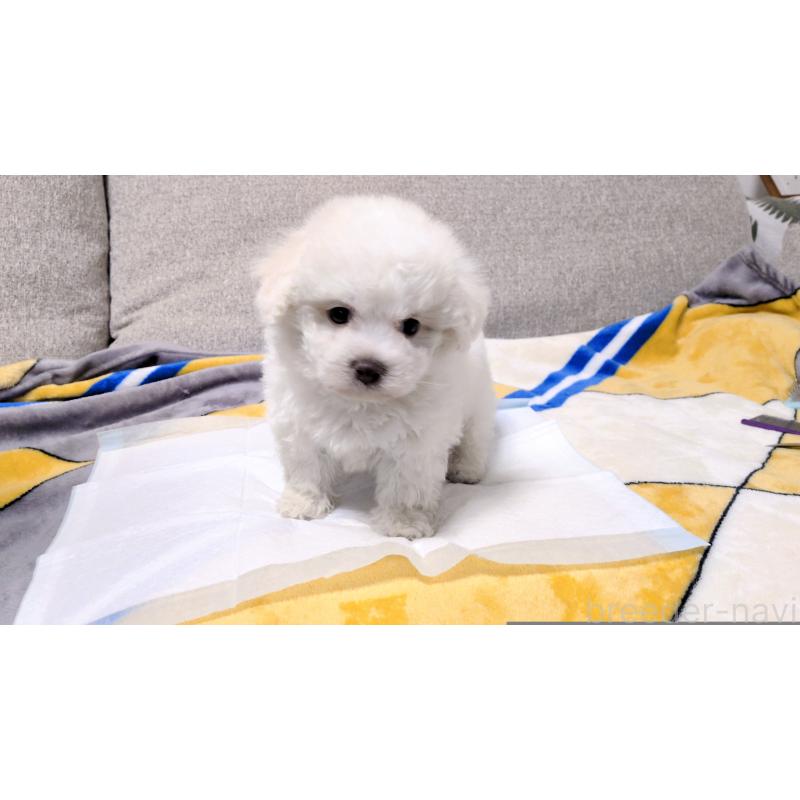 販売中の茨城県のビションフリーゼ-439393の4枚目