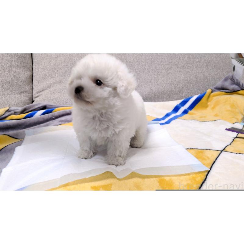 販売中の茨城県のビションフリーゼ-439393の3枚目