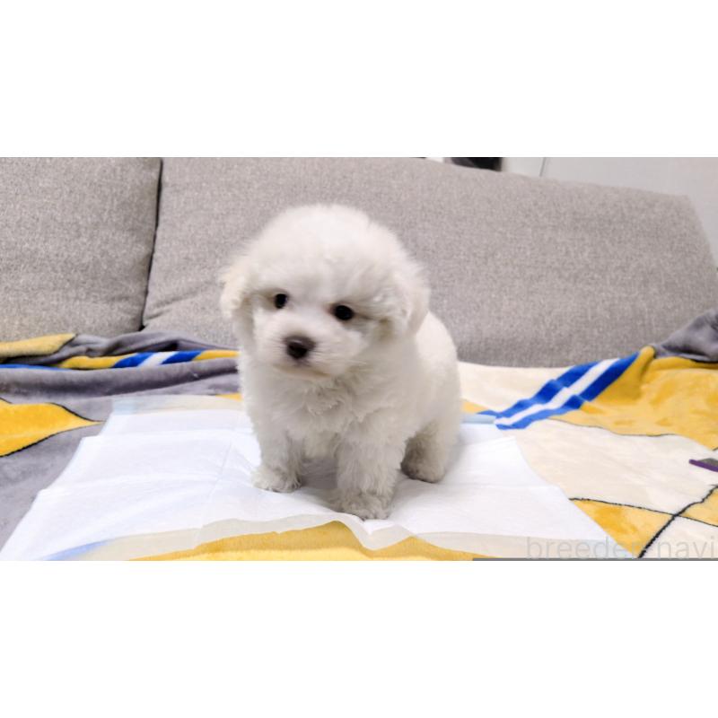 販売中の茨城県のビションフリーゼ-439393の2枚目