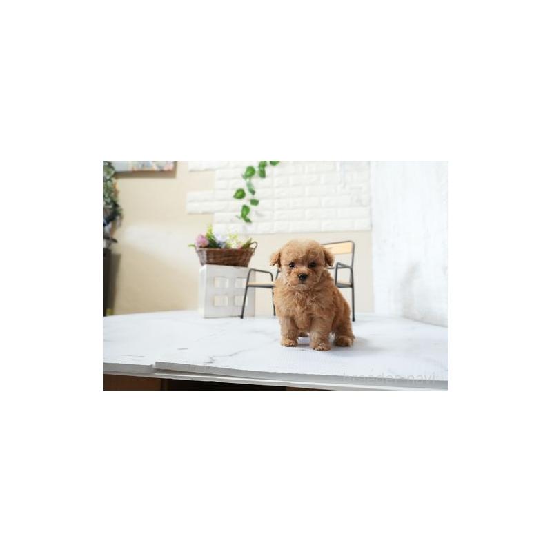 成約済の滋賀県のティーカッププードル-438857の4枚目