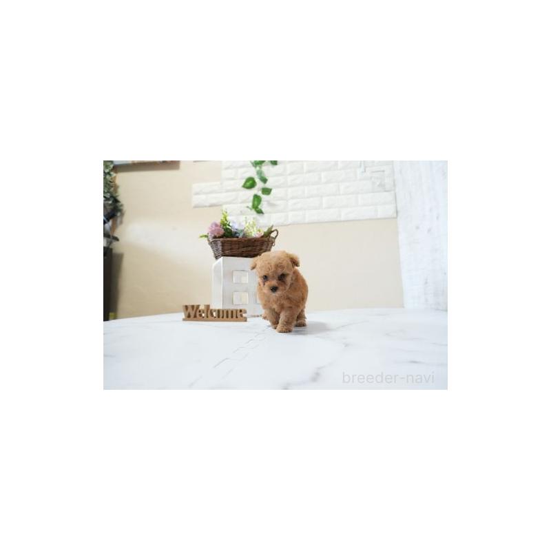 成約済の滋賀県のティーカッププードル-438857の2枚目