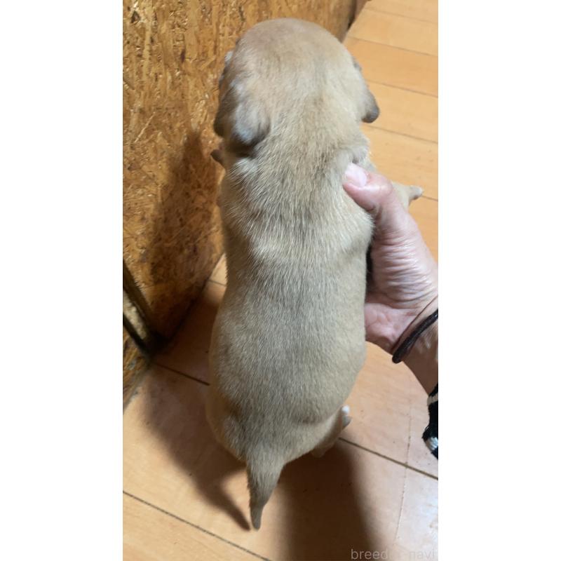 商談中の佐賀県のアメリカンピットブルテリア-435130の11枚目