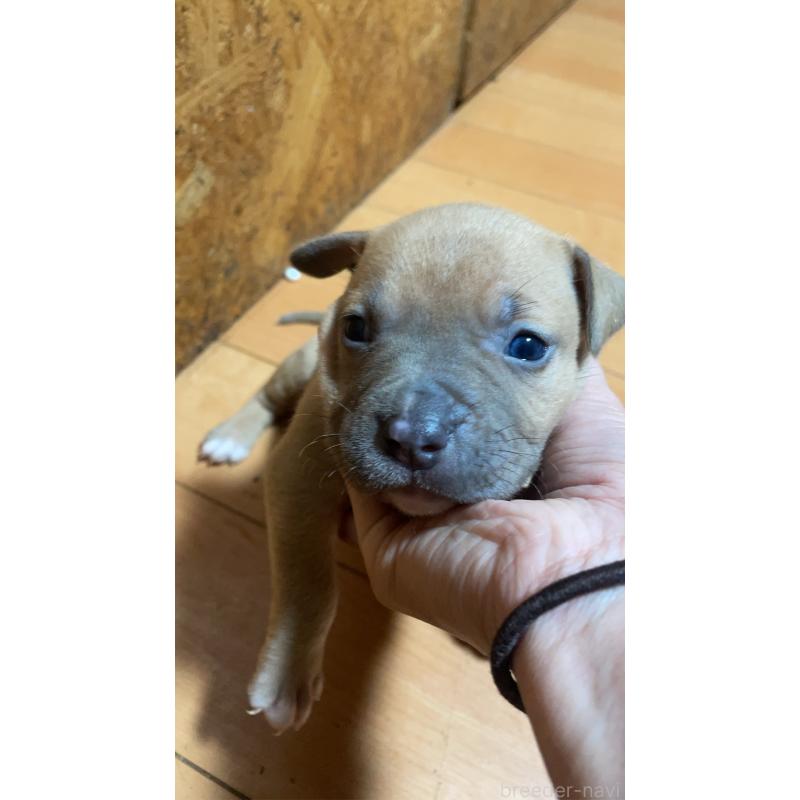 商談中の佐賀県のアメリカンピットブルテリア-435130の10枚目