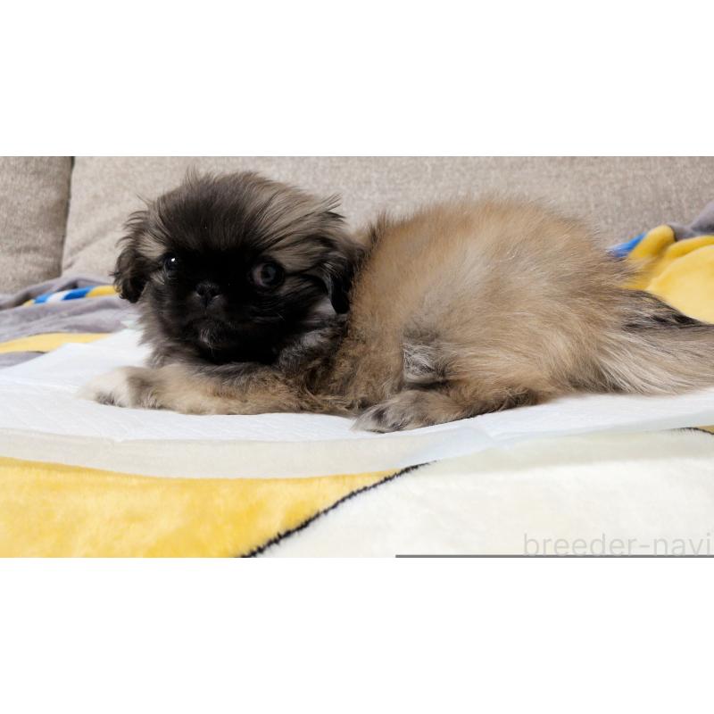 販売中の茨城県のペキニーズ-439394の13枚目