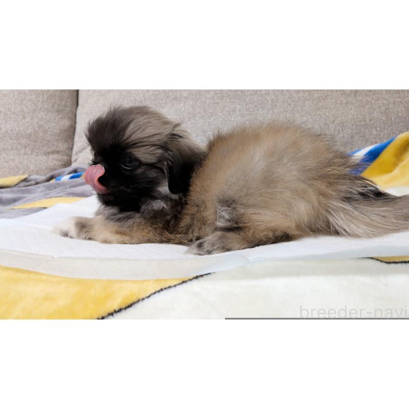 販売中の茨城県のペキニーズ-439394の12枚目