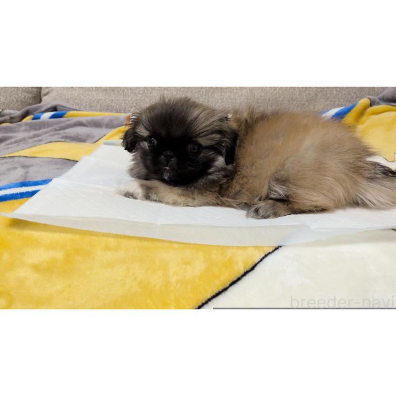 販売中の茨城県のペキニーズ-439394の11枚目