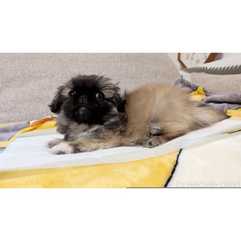 販売中の茨城県のペキニーズ-439394の10枚目