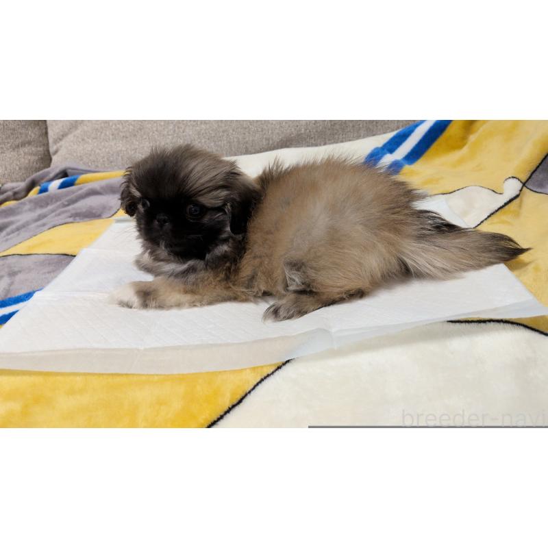 販売中の茨城県のペキニーズ-439394の8枚目