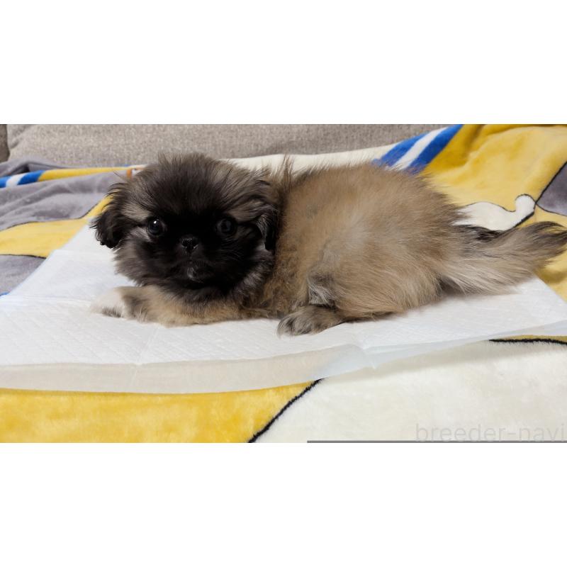 販売中の茨城県のペキニーズ-439394の7枚目