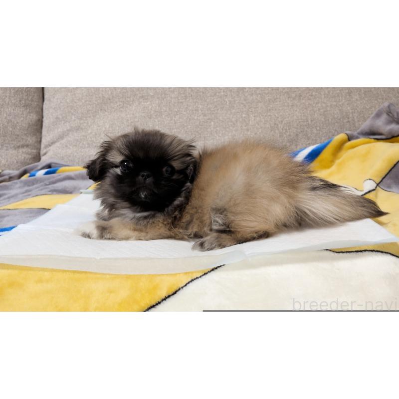 販売中の茨城県のペキニーズ-439394の6枚目