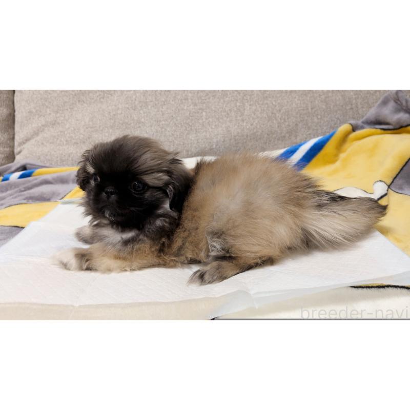 販売中の茨城県のペキニーズ-439394の5枚目