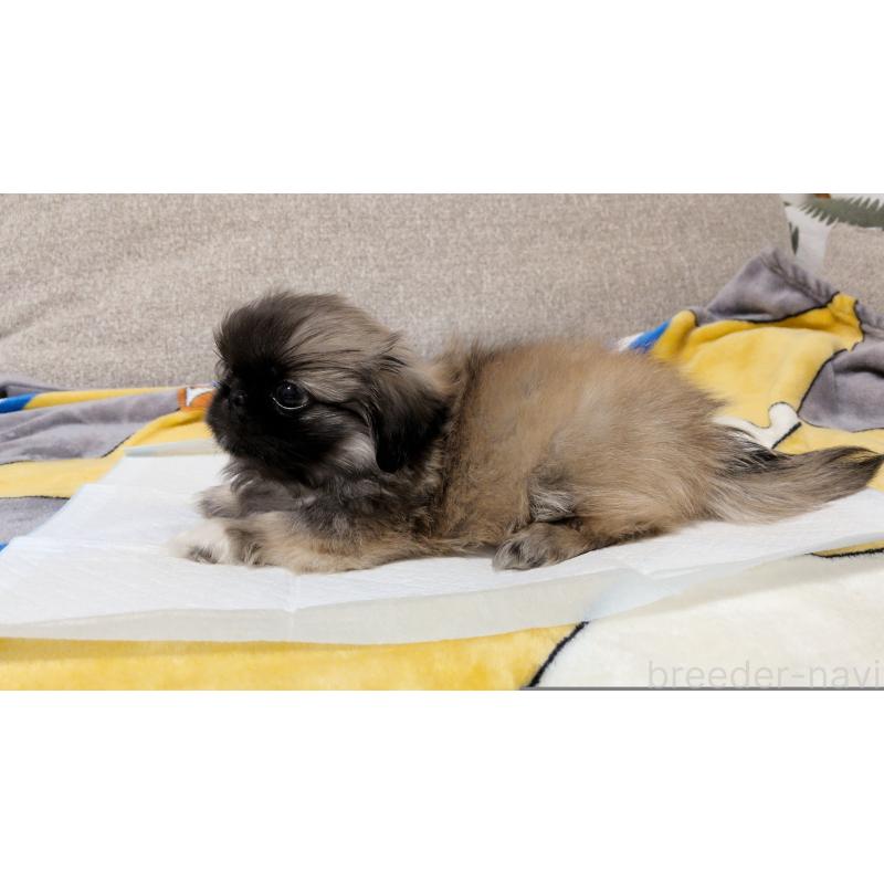 販売中の茨城県のペキニーズ-439394の4枚目