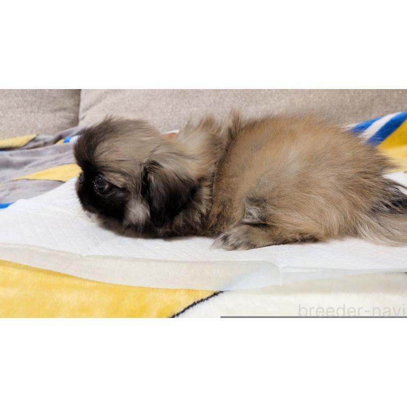 販売中の茨城県のペキニーズ-439394の3枚目