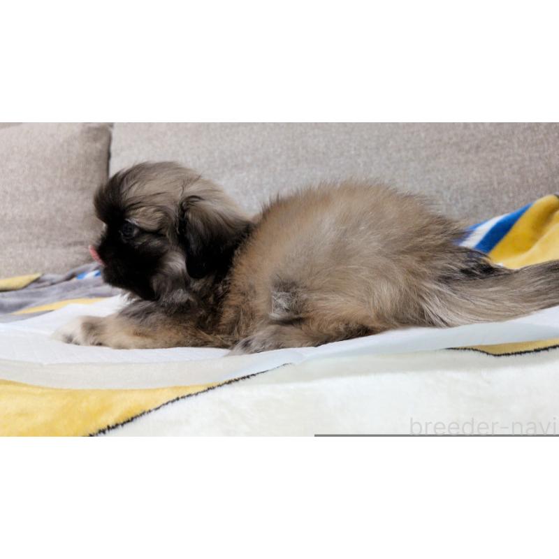 販売中の茨城県のペキニーズ-439394の2枚目