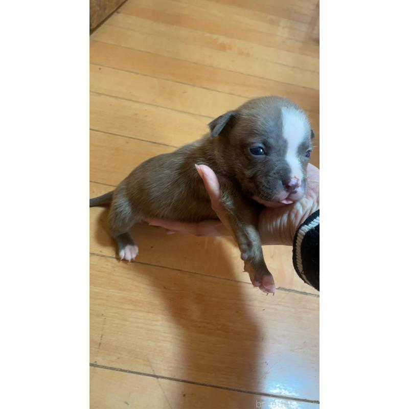 販売中の佐賀県のアメリカンピットブルテリア-435129の11枚目