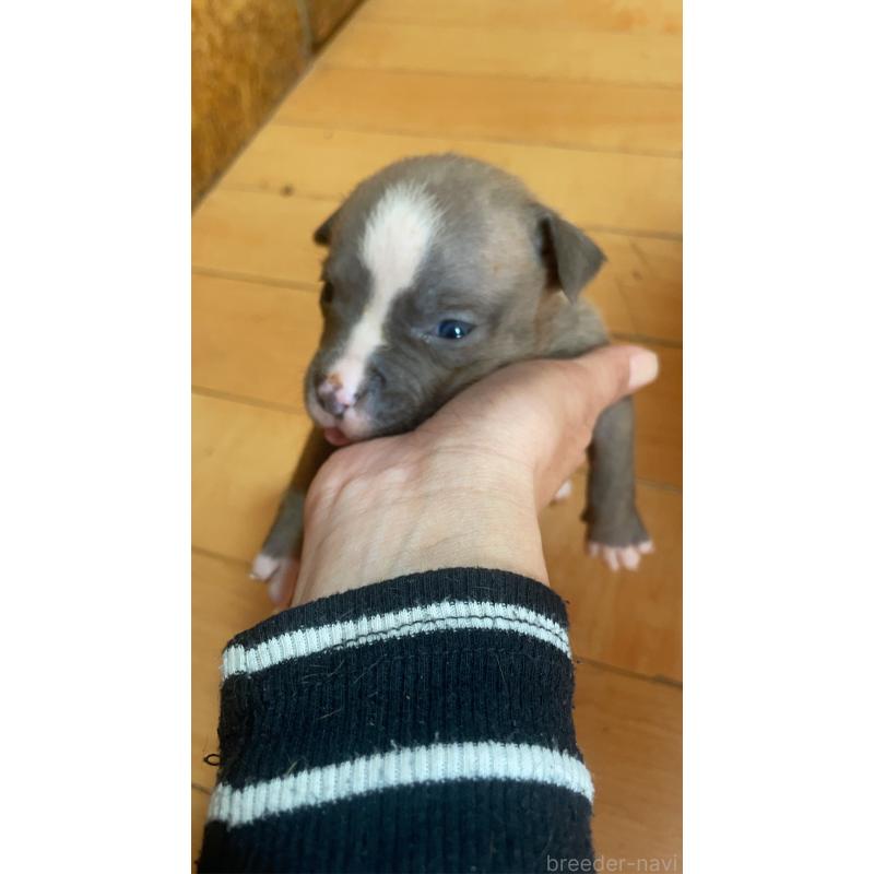 販売中の佐賀県のアメリカンピットブルテリア-435129の10枚目