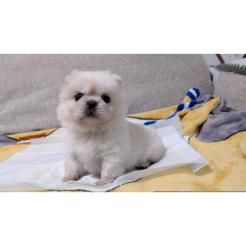 販売中の茨城県のペキニーズ-439395の13枚目