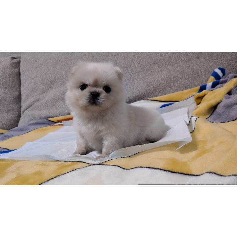 販売中の茨城県のペキニーズ-439395の12枚目