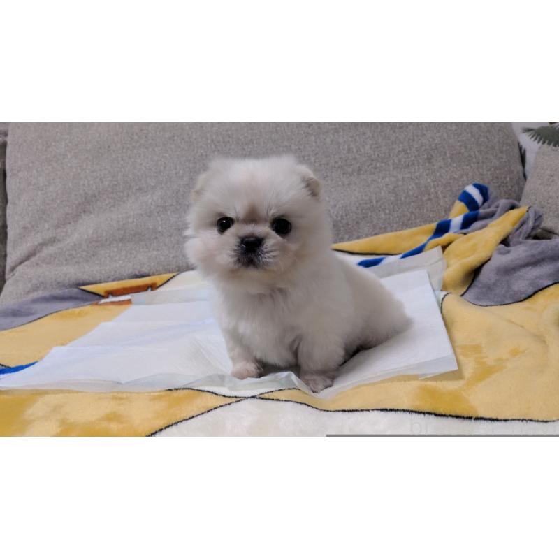 販売中の茨城県のペキニーズ-439395の11枚目