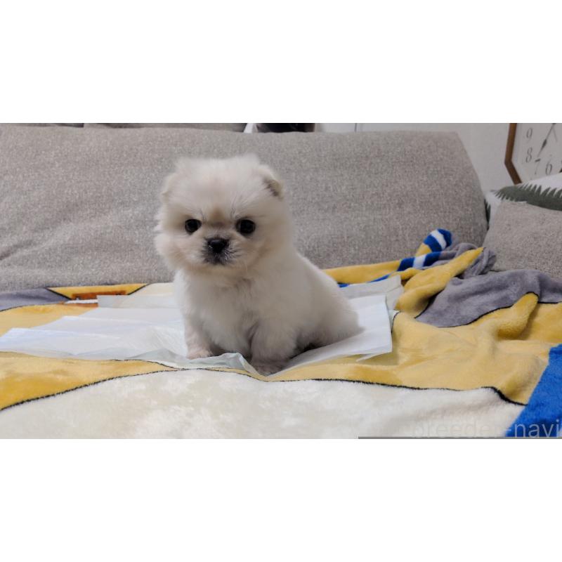 販売中の茨城県のペキニーズ-439395の10枚目