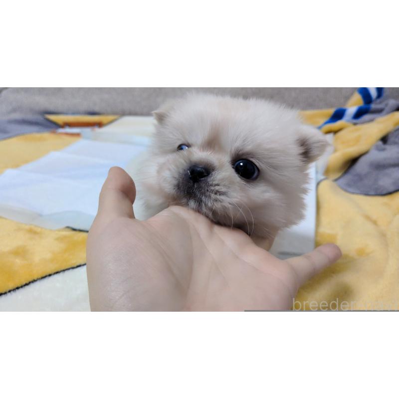 販売中の茨城県のペキニーズ-439395の9枚目