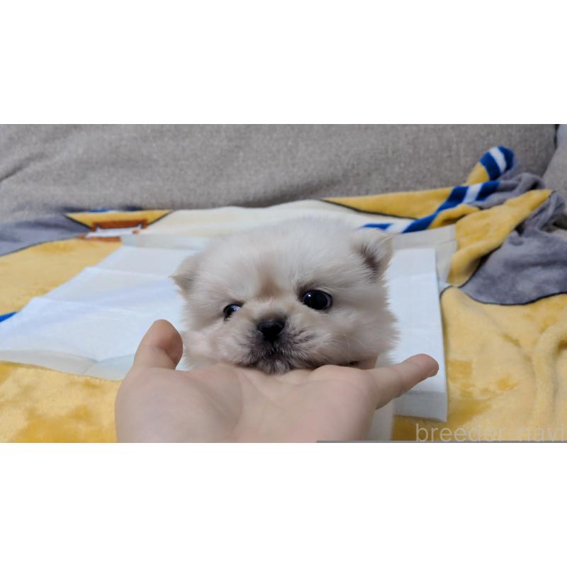 販売中の茨城県のペキニーズ-439395の6枚目