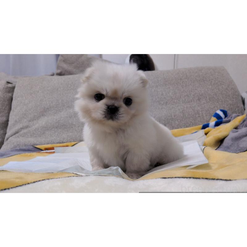 販売中の茨城県のペキニーズ-439395の5枚目