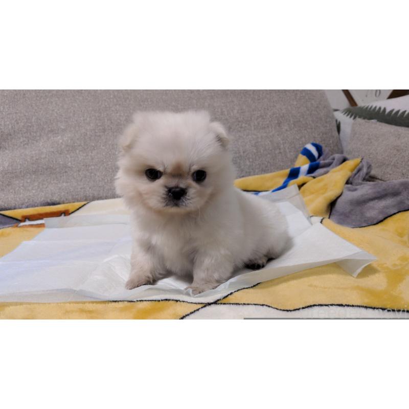 販売中の茨城県のペキニーズ-439395の4枚目