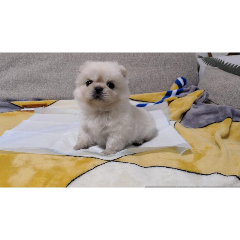 販売中の茨城県のペキニーズ-439395の3枚目