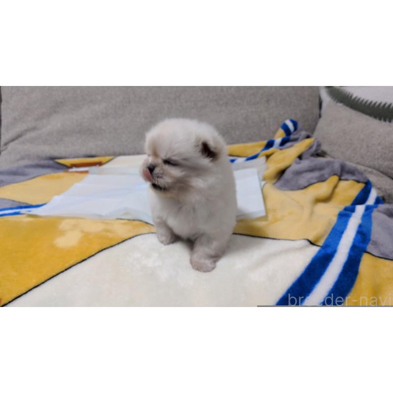 販売中の茨城県のペキニーズ-439395の2枚目