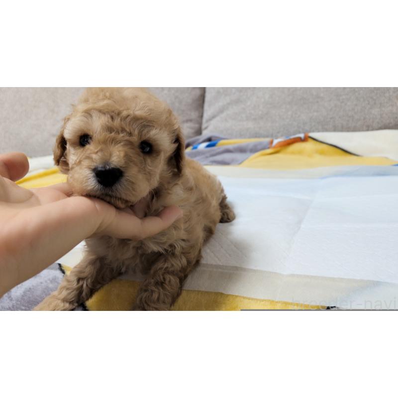 販売中の茨城県のトイプードル-439396の4枚目