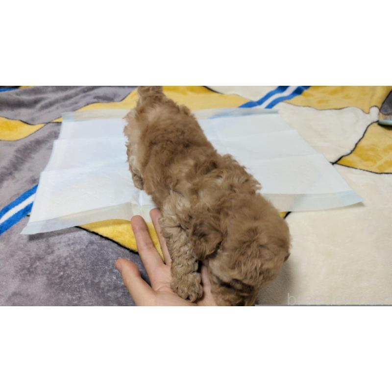 販売中の茨城県のトイプードル-439396の2枚目