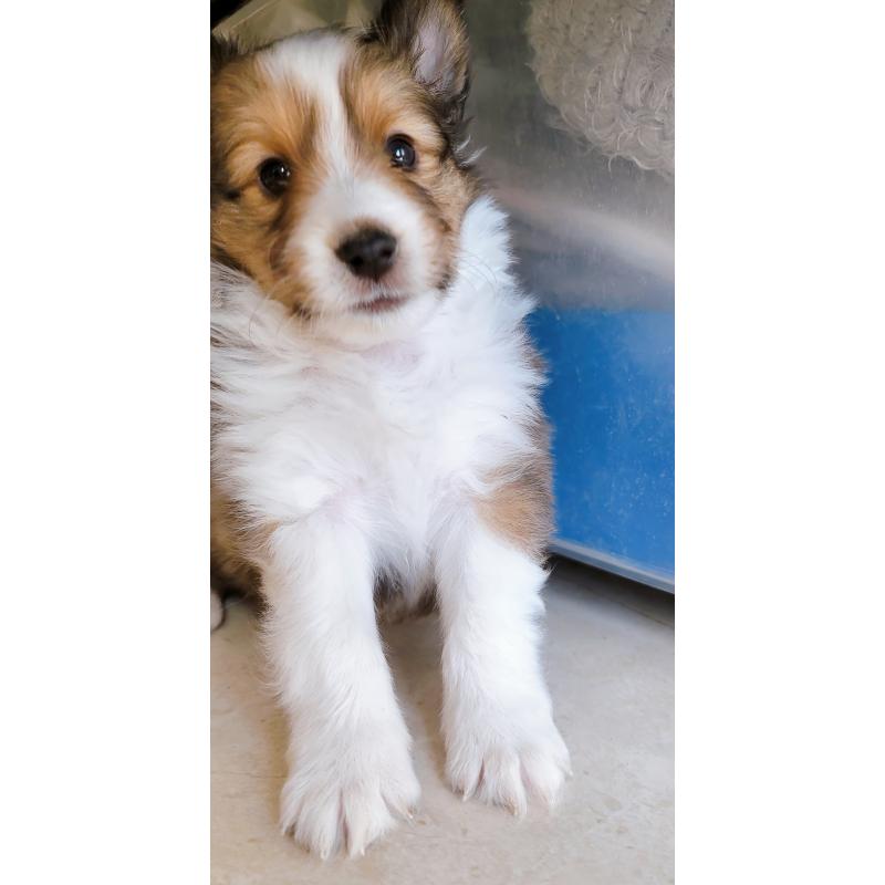 販売中の大分県のシェットランドシープドッグ(シェルティ)-439397の5枚目