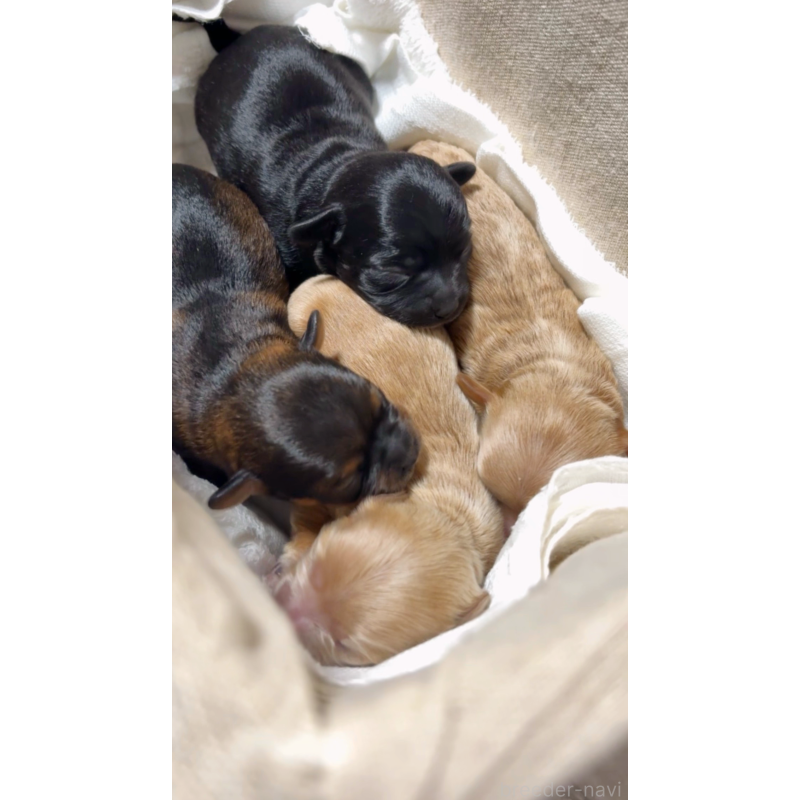 販売中の大阪府のチワプー:チワワ×トイプードル-439400の13枚目