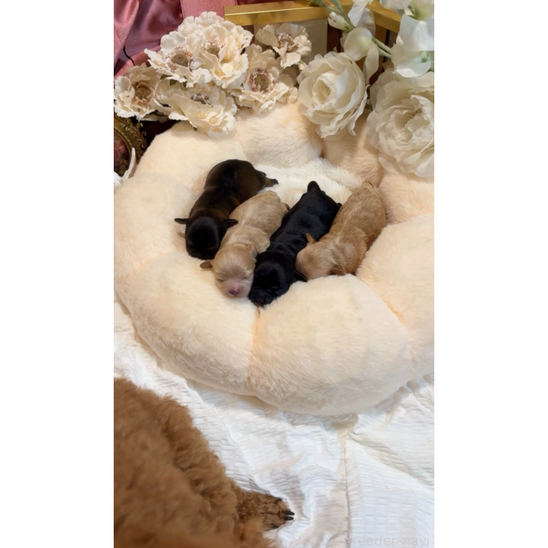 販売中の大阪府のチワプー:チワワ×トイプードル-439400の12枚目