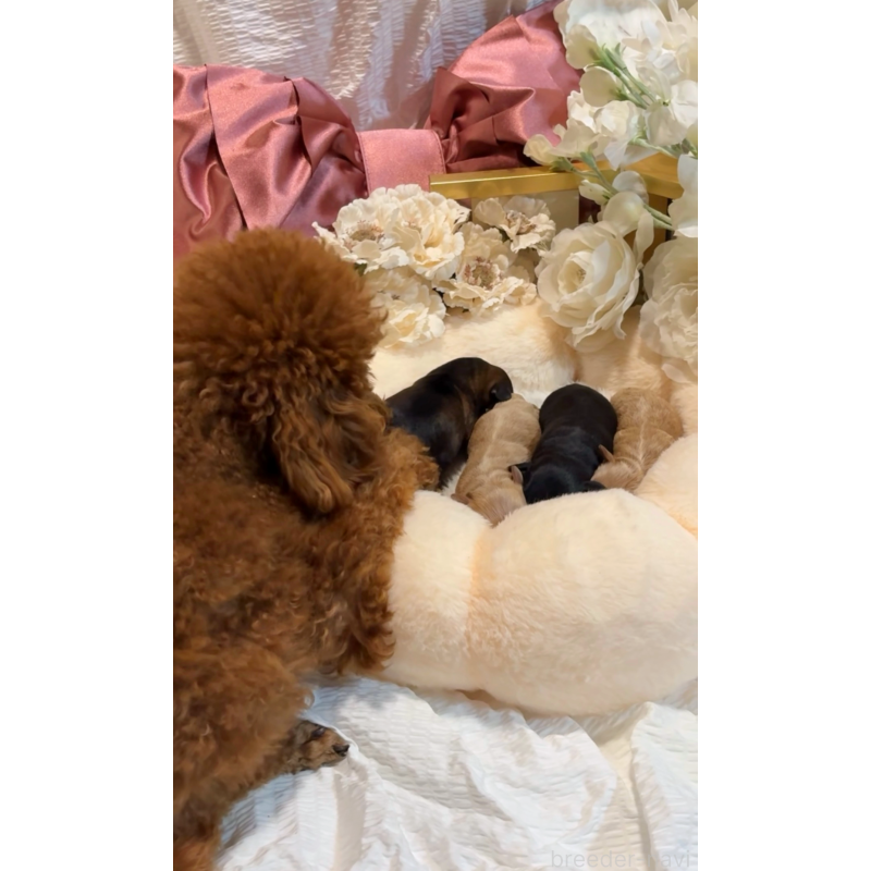 販売中の大阪府のチワプー:チワワ×トイプードル-439400の11枚目