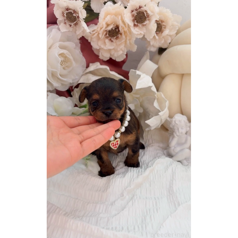 販売中の大阪府のチワプー:チワワ×トイプードル-439400の10枚目