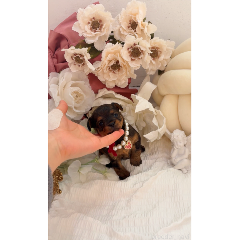 販売中の大阪府のチワプー:チワワ×トイプードル-439400の8枚目