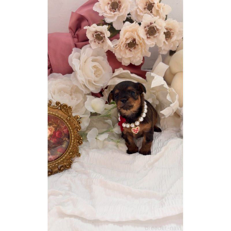 販売中の大阪府のチワプー:チワワ×トイプードル-439400の6枚目