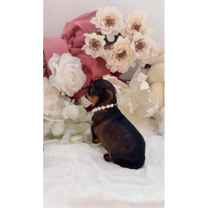 販売中の大阪府のチワプー:チワワ×トイプードル-439400の4枚目