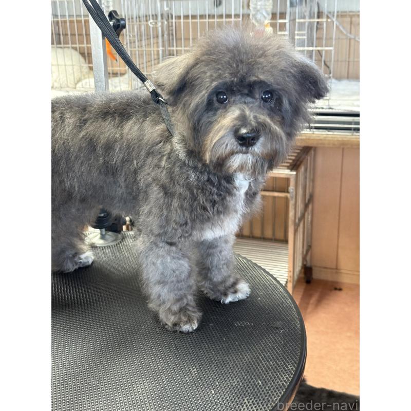 販売中の栃木県のミックス犬-431173の10枚目