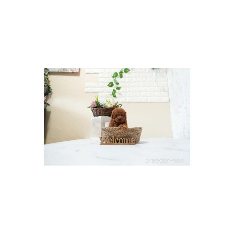 販売中の滋賀県のトイプードル-439005の4枚目