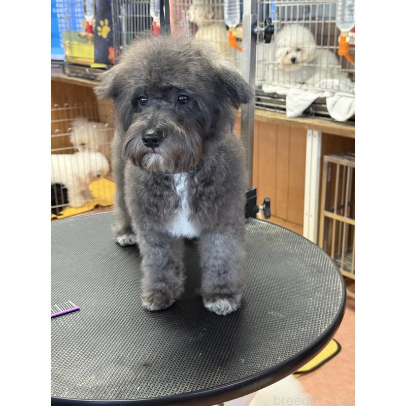 販売中の栃木県のミックス犬-431173の9枚目