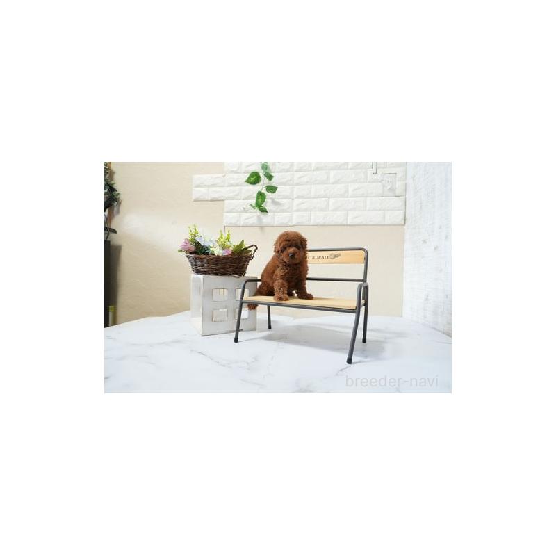 販売中の滋賀県のトイプードル-439005の3枚目