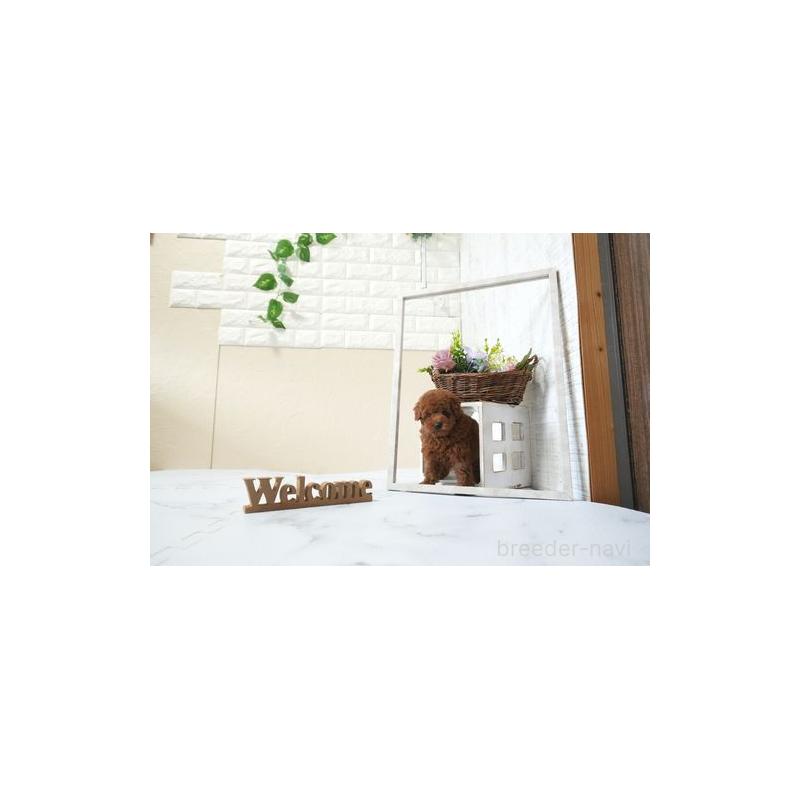 販売中の滋賀県のトイプードル-439005の2枚目