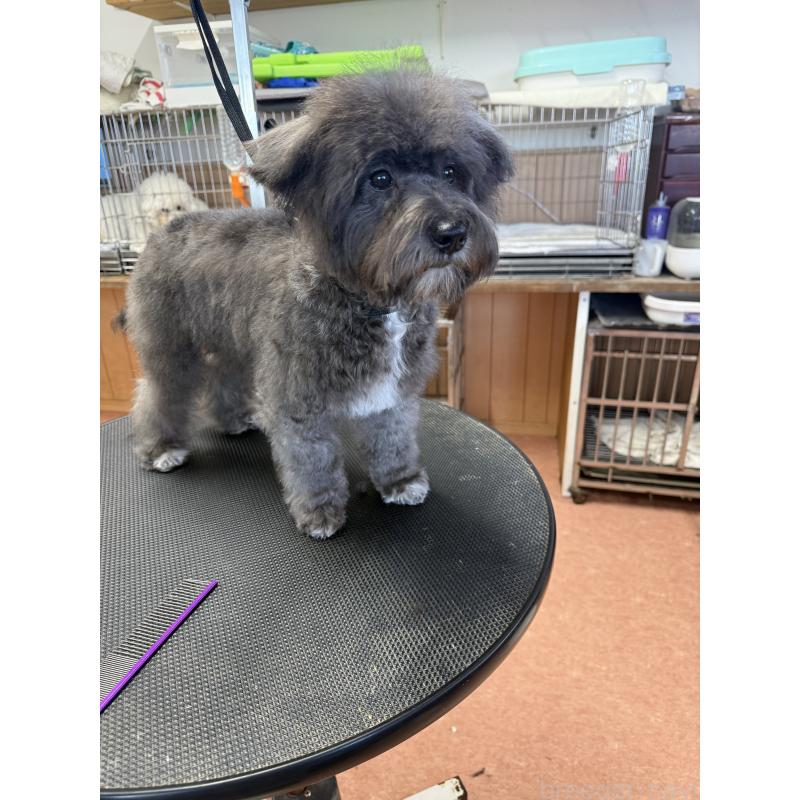 販売中の栃木県のミックス犬-431173の8枚目