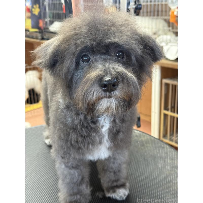 販売中の栃木県のミックス犬-431173の7枚目