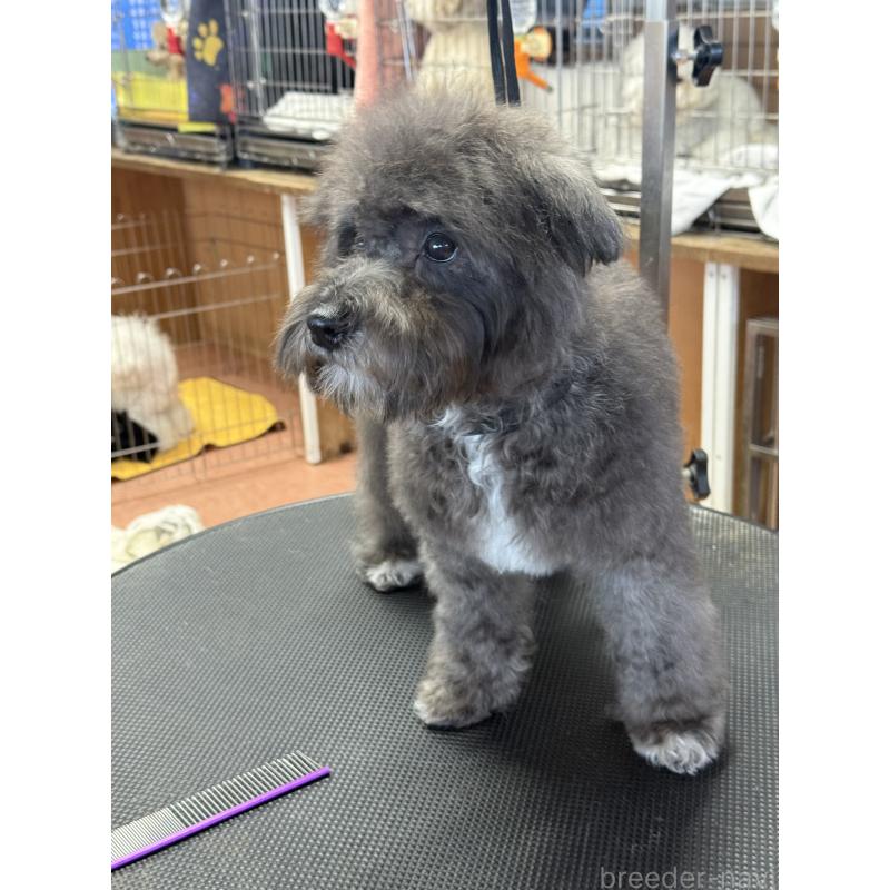 販売中の栃木県のミックス犬-431173の6枚目