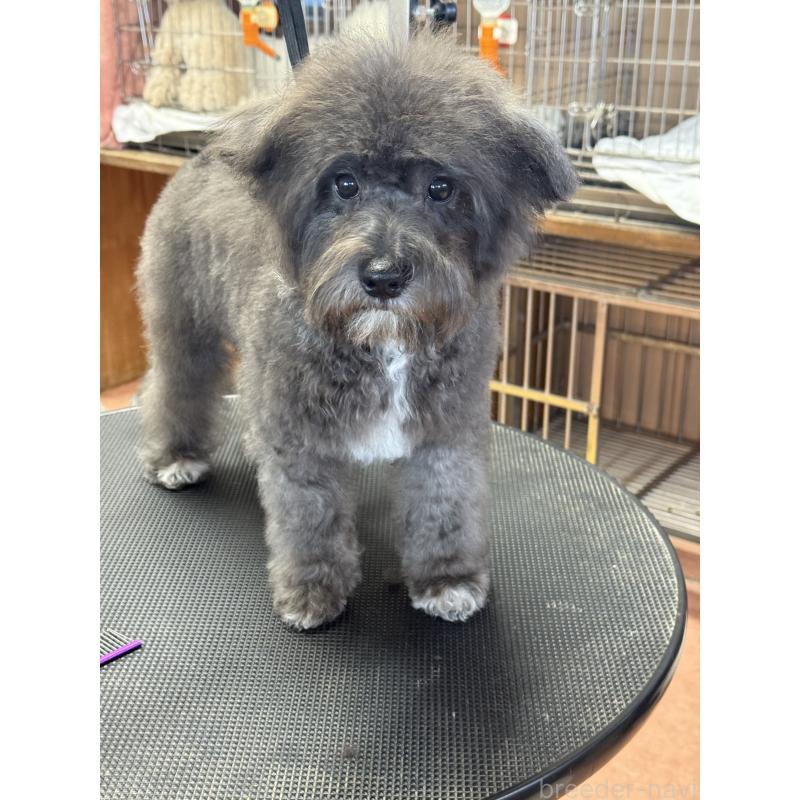 販売中の栃木県のミックス犬-431173の4枚目